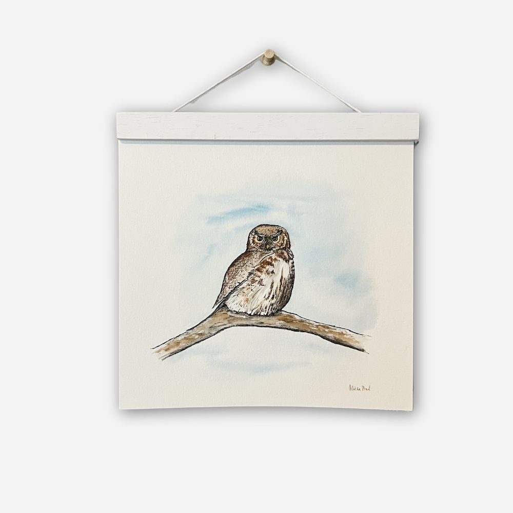 Pygmy Owl - 8" x 8"