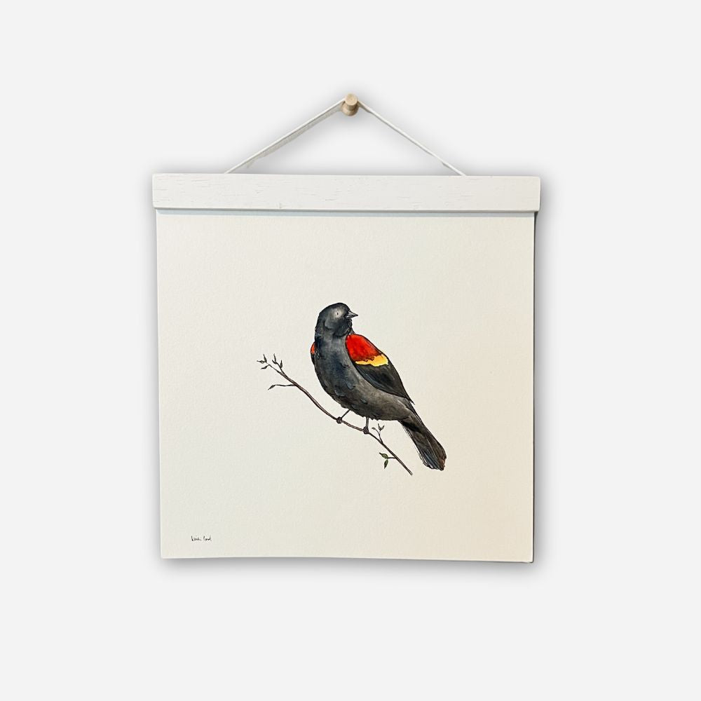 Redwinged Blackbird - 8" x 8"